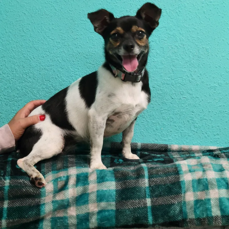An adult small-sized female Tricolor (Brown, Black, & White) Jack Russell Terrier dog named Rain for adoption in VANDALIA, IL