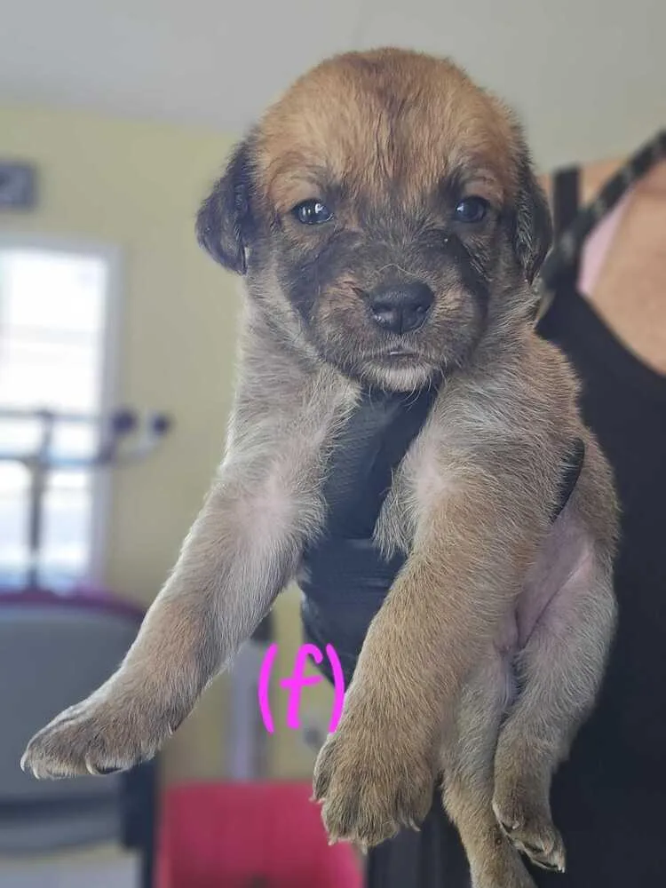 A baby small-sized female Tricolor (Brown, Black, & White) American Bulldog dog named Skyla Selina for adoption in Lakeland, FL