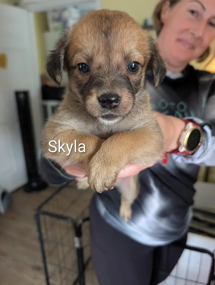 Skyla  Selina thumbnail 4