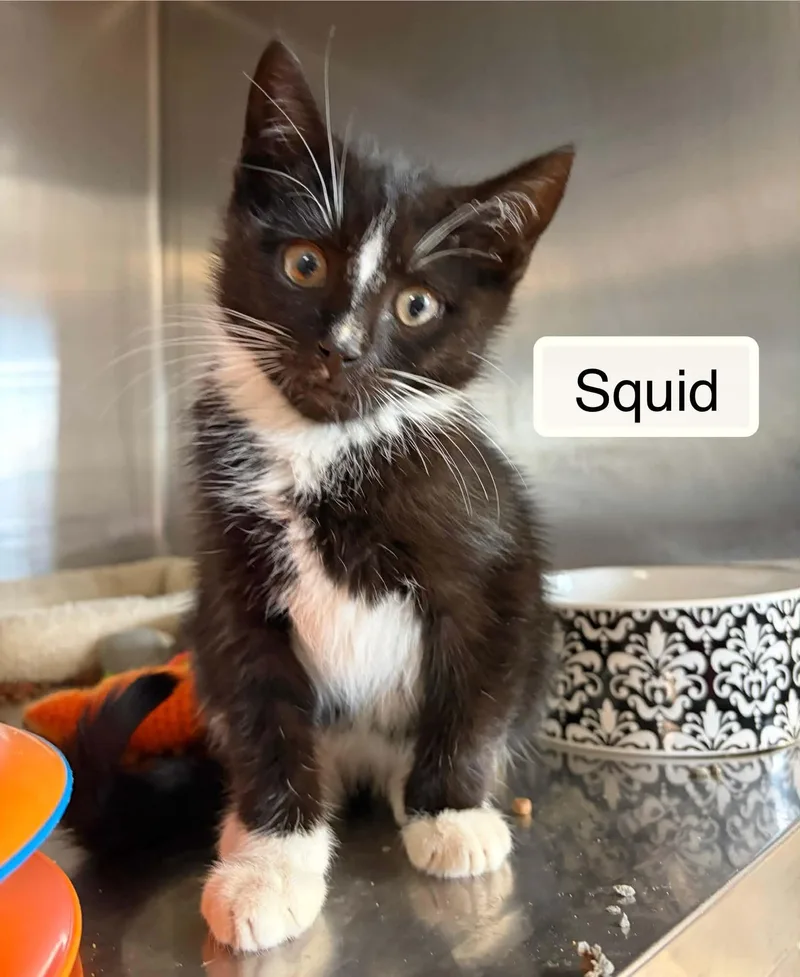 A baby small-sized male Black & White / Tuxedo Domestic Short Hair cat named Squid for adoption in Ellicott City, MD