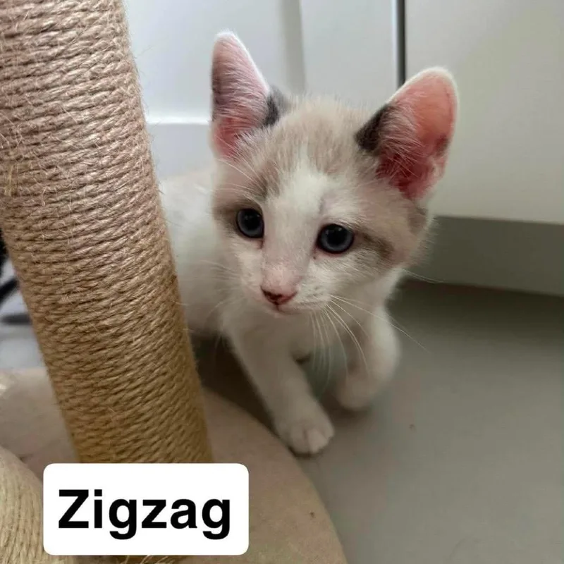 A baby small-sized male White Domestic Short Hair cat named Zigzag for adoption in Nampa, ID