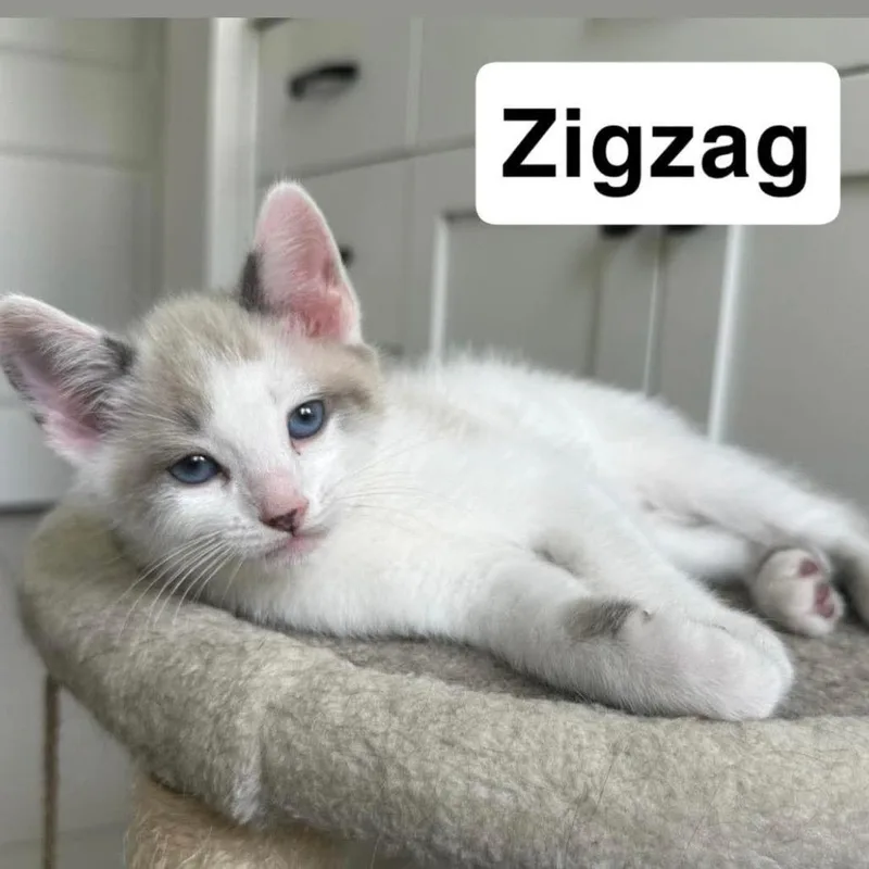 Zigzag thumbnail 2