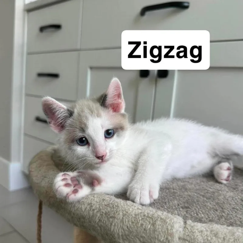 Zigzag thumbnail 3