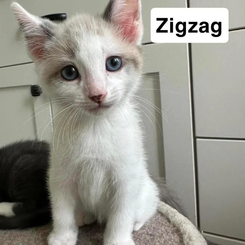 Zigzag thumbnail 4