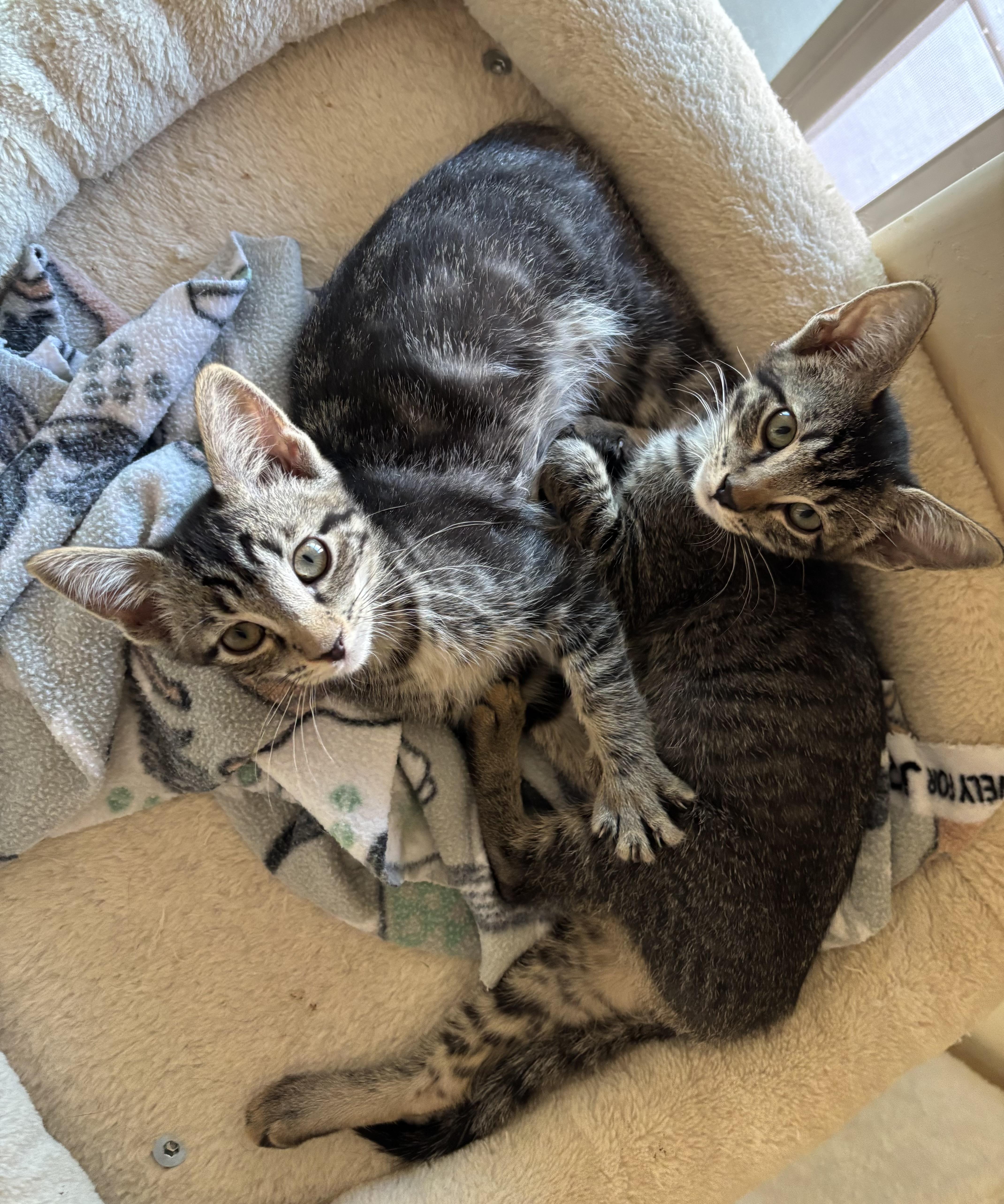 A young medium-sized female Tabby (Brown / Chocolate) Domestic Short Hair cat named Fiji and Tahiti for adoption in Sierra Vista, AZ