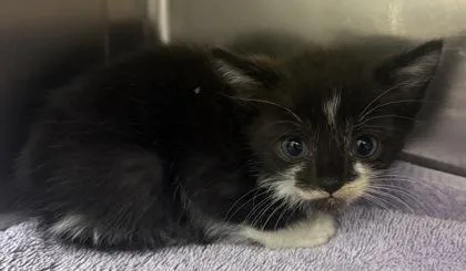 A baby small-sized male Domestic Short Hair cat named Gene for adoption in Eugene, OR