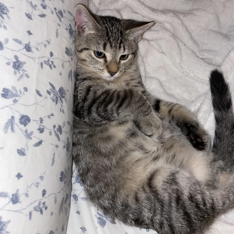 A baby small-sized male Tabby (Buff / Tan / Fawn) Domestic Short Hair cat named Chocolate Habanero for adoption in Richmond, VA