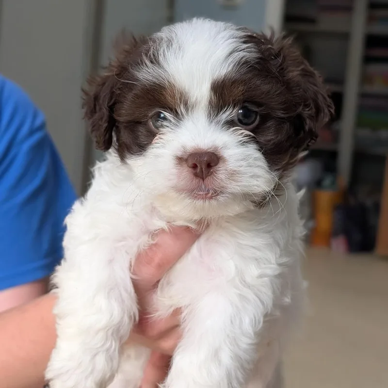 A baby small-sized male Brown / Chocolate Shih Tzu dog named Buzz for adoption in Deerfield, IL