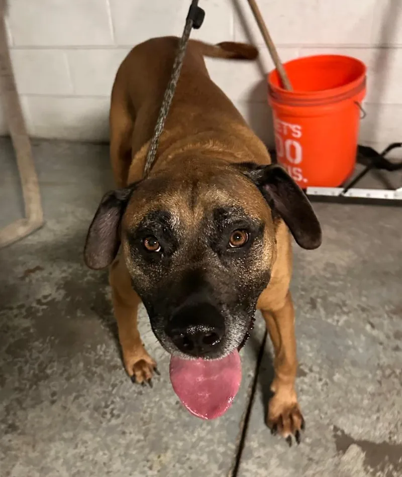 An adult large-sized male Mixed Breed dog named Rex for adoption in Warren, MI