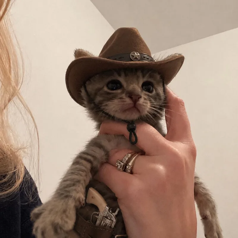 A baby small-sized male Domestic Short Hair cat named Big Texas Pete for adoption in Bel Air, MD