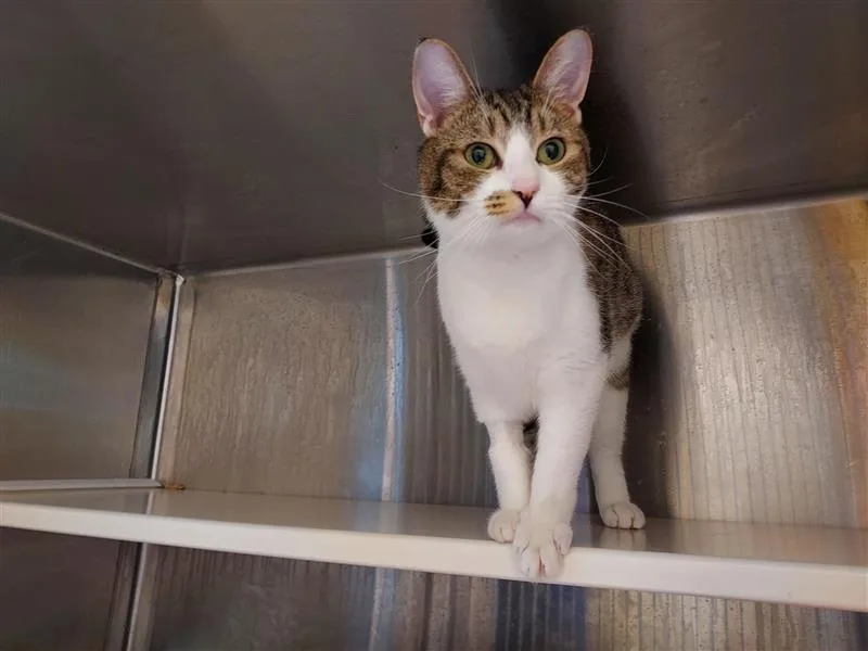 An adult medium-sized female Domestic Short Hair cat named Effervescent for adoption in Elk Grove, CA
