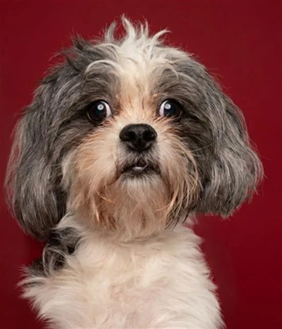 A young small-sized female Mixed Breed dog named Mellon for adoption in Jacksonville, FL
