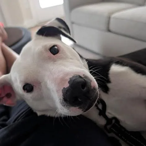 A young medium-sized male Black Pit Bull Terrier dog named Ziggy for adoption in Zuni, VA