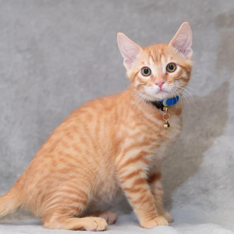A baby small-sized male Orange / Red Domestic Short Hair cat named Atticus for adoption in Sunnyvale, CA