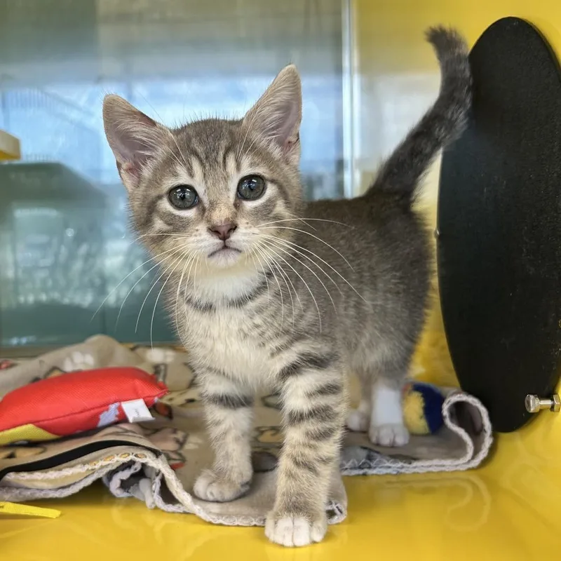 A baby small-sized male Gray / Blue / Silver Domestic Short Hair cat named Beans for adoption in Abilene, TX