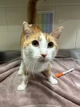 An adult medium-sized male Tortoiseshell Domestic Short Hair cat named Blankey for adoption in Manitowoc, WI