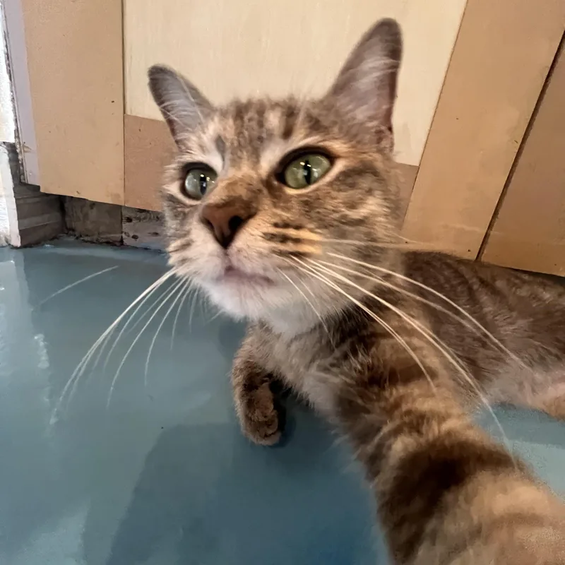 An adult medium-sized female American Shorthair cat named Grace for adoption in Liverpool, TX