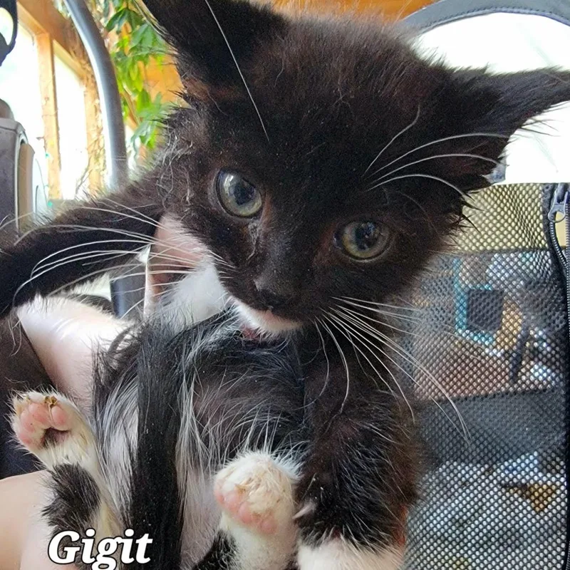 A baby small-sized female Black Domestic Short Hair cat named Gidgit for adoption in Buffalo, WY