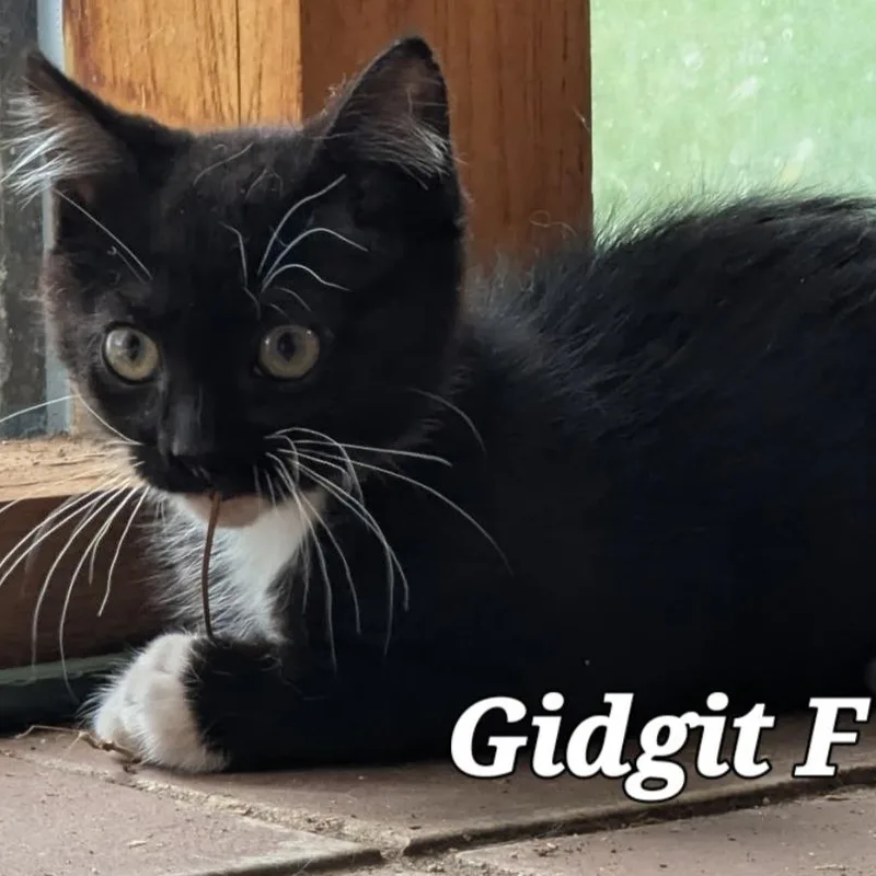 Gidgit thumbnail 3