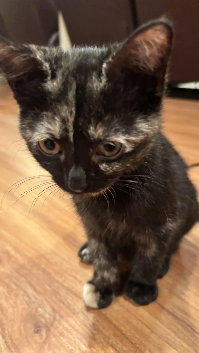 A baby medium-sized female Black Domestic Short Hair cat named Buttercup for adoption in Herndon, VA