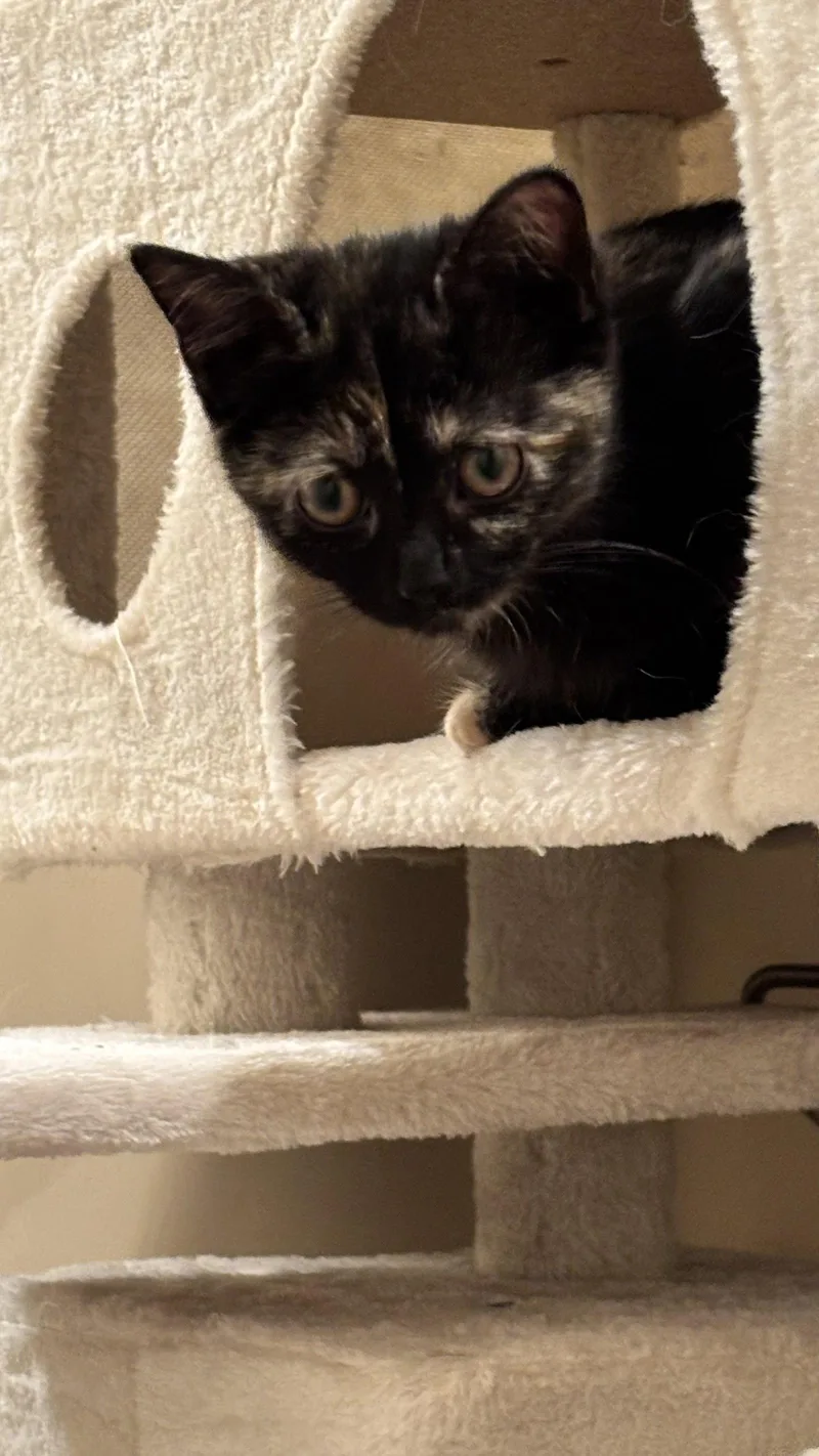 Buttercup thumbnail 3