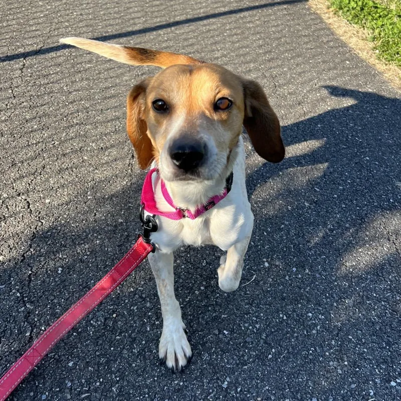 An adult small-sized female White / Cream Beagle dog named Lucy for adoption in Wilmington, DE