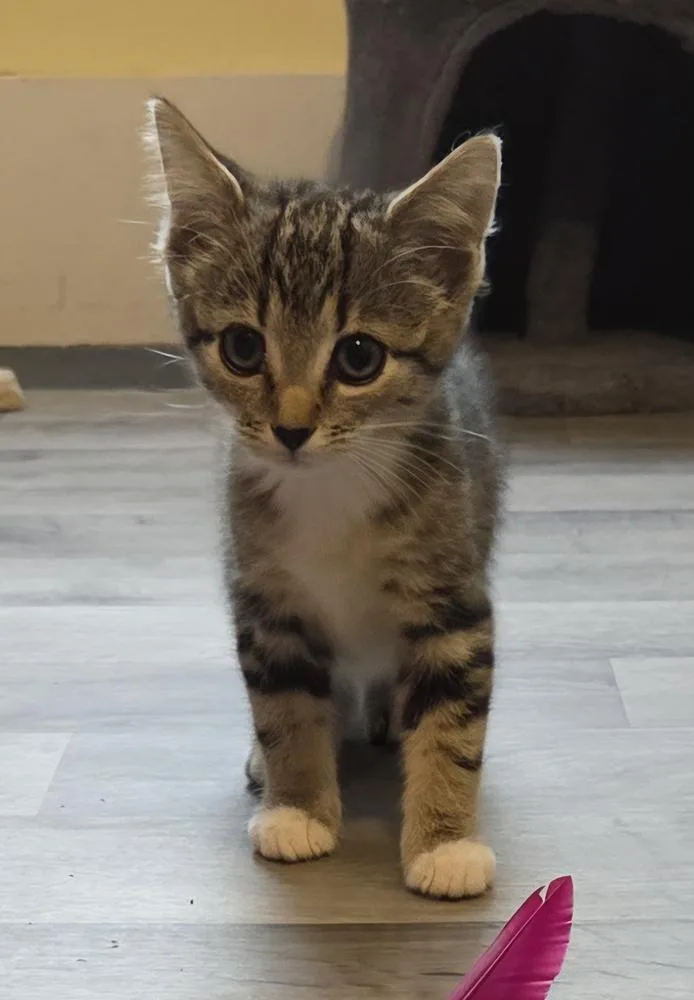 A baby small-sized female Domestic Medium Hair cat named Stevie for adoption in Salisbury, NC