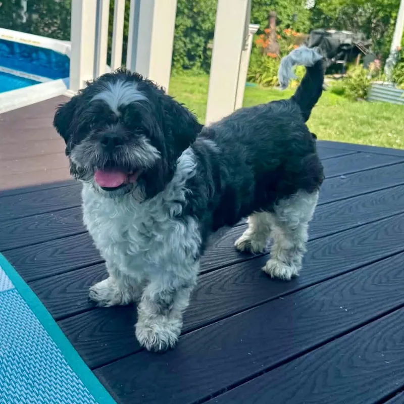 A senior small-sized male Black Shih Tzu dog named Buffet for adoption in Pelham, NH