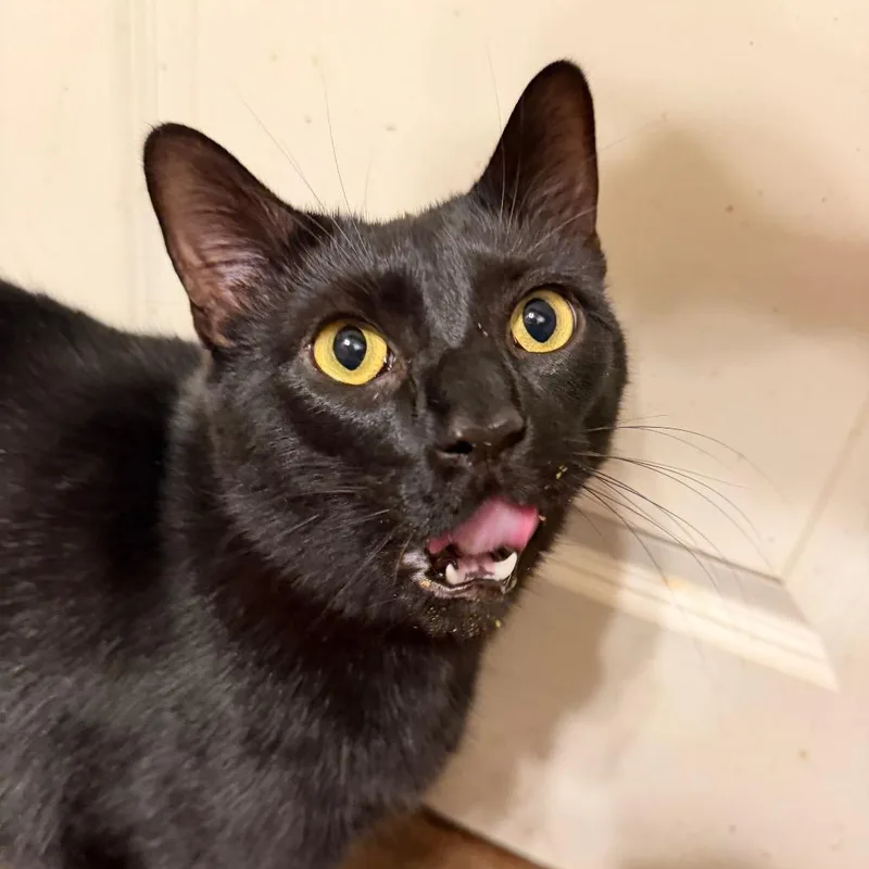 An adult extra large-sized male Black Domestic Short Hair cat named Stanley for adoption in Houston, TX