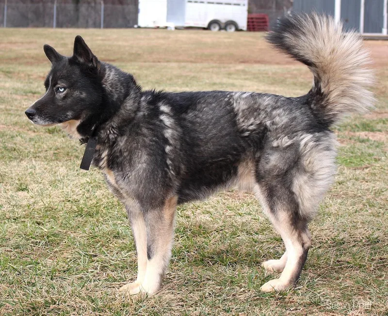 Jax