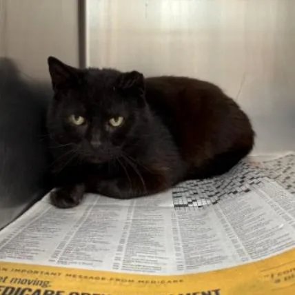 An adult medium-sized male Black Domestic Short Hair cat named Gobby for adoption in Corpus Christi, TX