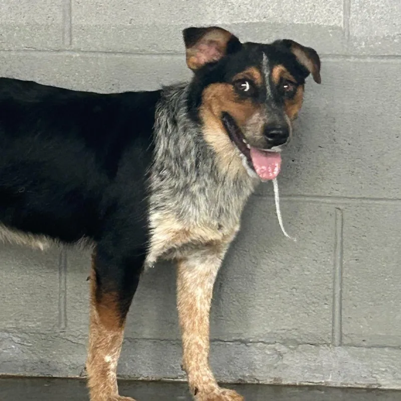 A young medium-sized female Black Australian Cattle Dog / Blue Heeler dog named Gretchen for adoption in West Point, MS