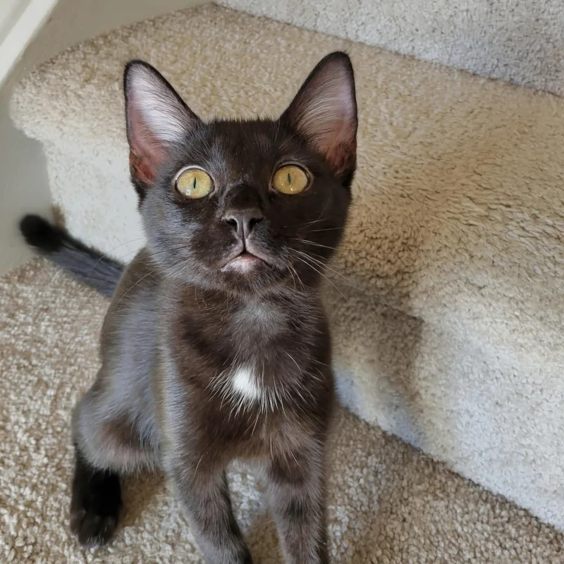 A baby medium-sized female Black Domestic Short Hair cat named Tussar for adoption in Apex, NC