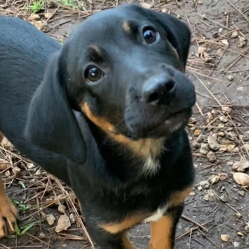A baby medium-sized female Tricolor (Brown, Black, & White) Hound dog named Collette for adoption in Billerica, MA