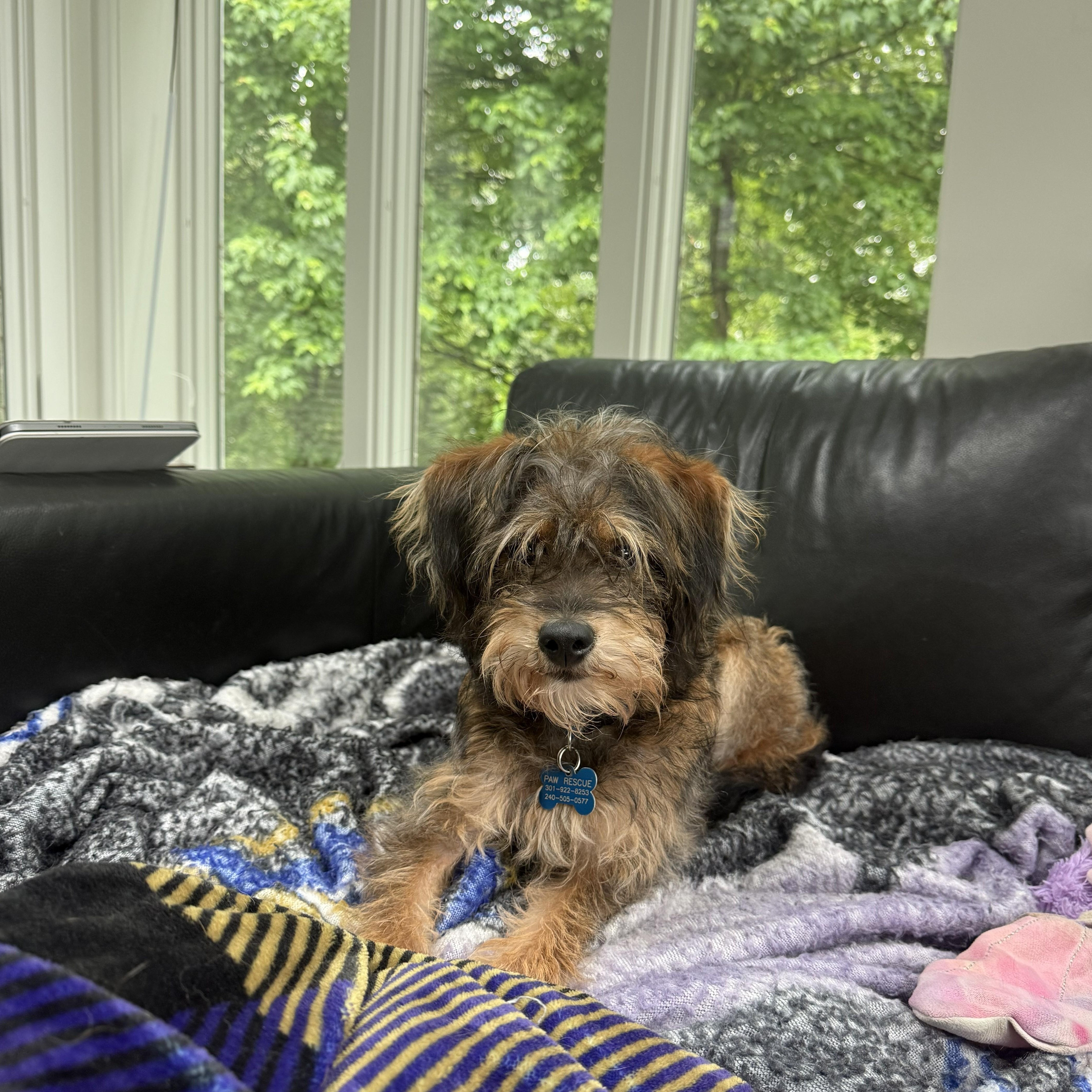 A young small-sized male Black Miniature Schnauzer dog named Benji for adoption in Fredericksburg, VA