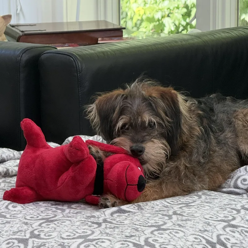 Benji thumbnail 2