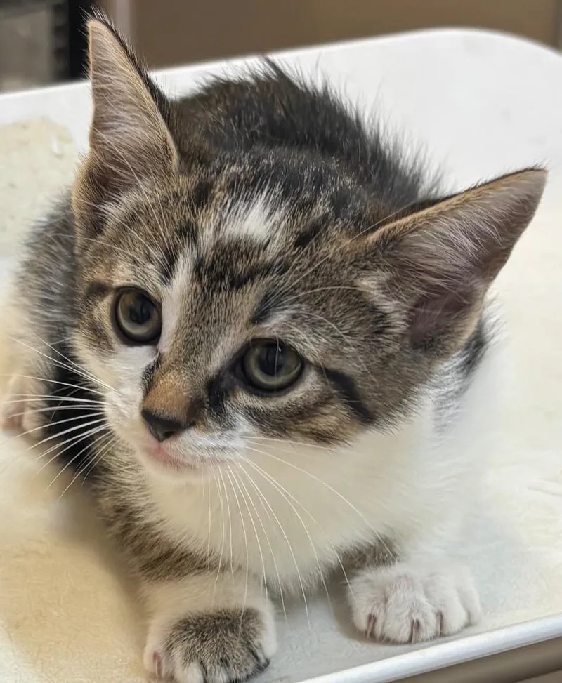 A baby small-sized female Domestic Short Hair cat named Stella for adoption in Elizabethton, TN