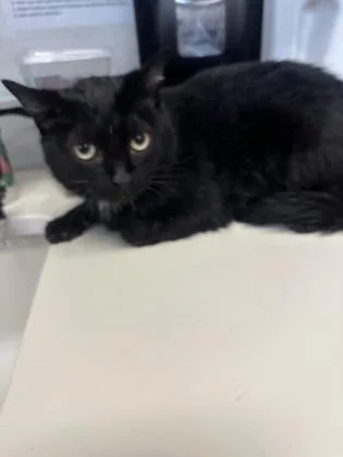 An adult medium-sized female Black Domestic Short Hair cat named Nexus for adoption in Wichita, KS