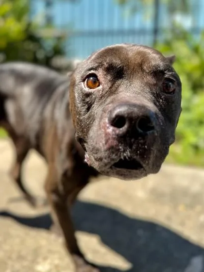 An adult large-sized male Cane Corso dog named Tiny for adoption in New Orleans, LA