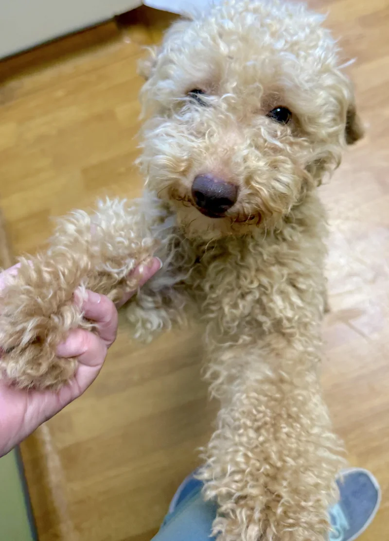 A young small-sized male Apricot / Beige Miniature Poodle dog named Earl Frank for adoption in Mount Airy, NC