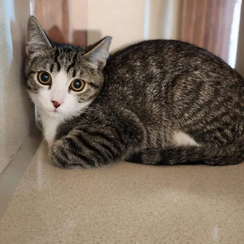 Cooper thumbnail 2