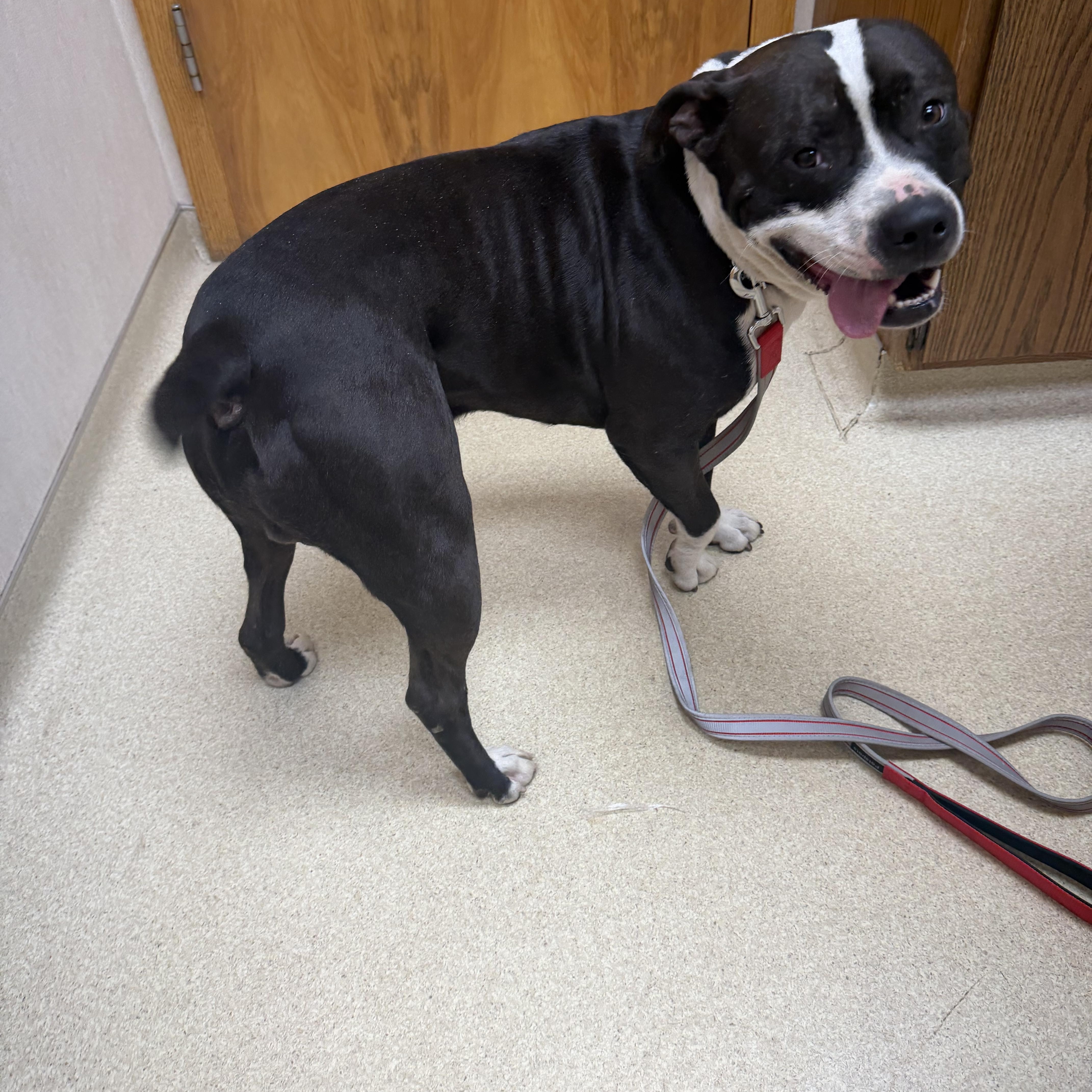 A young medium-sized male Black Pit Bull Terrier dog named Zoro for adoption in Livonia, MI
