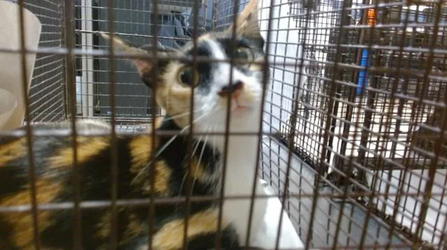 A young small-sized female Domestic Short Hair cat named Khalifa for adoption in Miami, FL