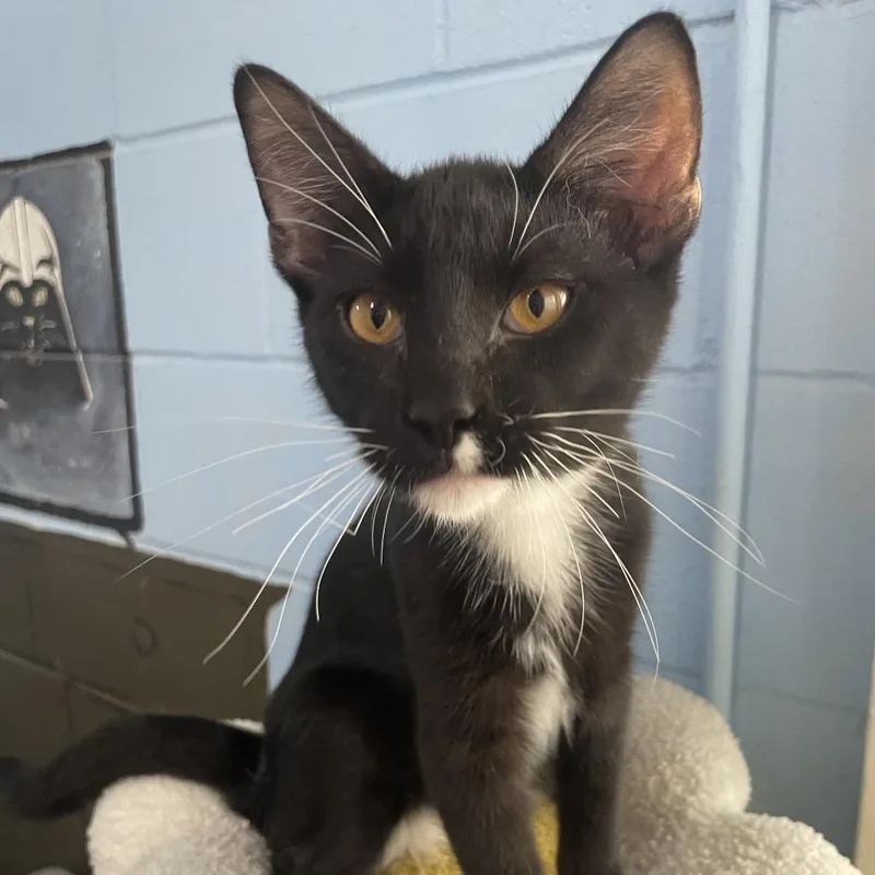 A young medium-sized male Black Domestic Short Hair cat named Emile for adoption in Laredo, TX