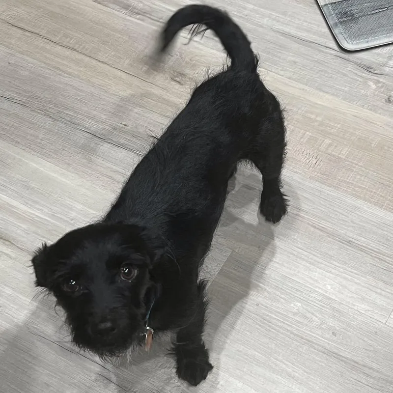 An adult small-sized male Black Terrier dog named Buddy for adoption in Prescott, AZ