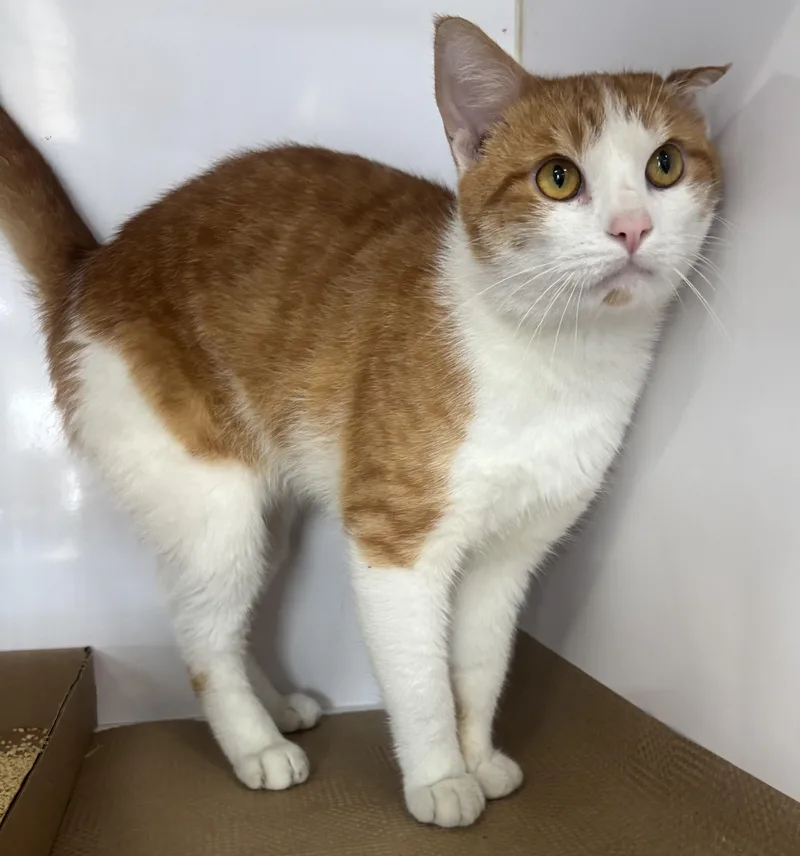 A young medium-sized male Orange & White Domestic Short Hair cat named Pete for adoption in North Haven, CT