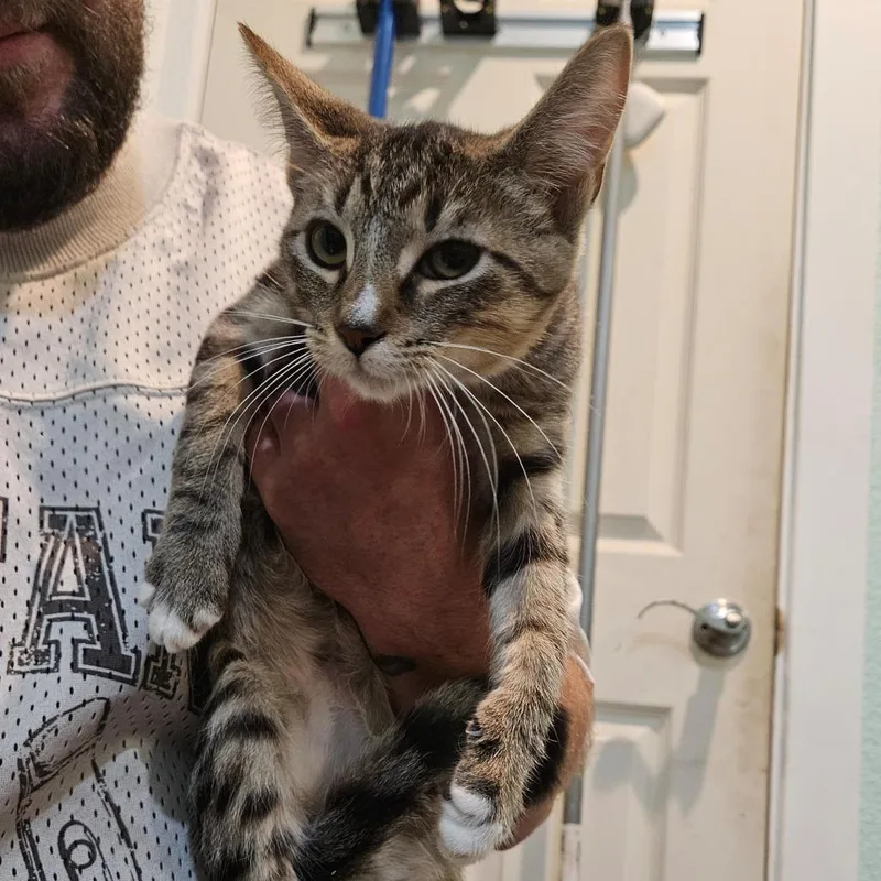 A baby small-sized female Brown / Chocolate Domestic Short Hair cat named Iris for adoption in Elverta, CA
