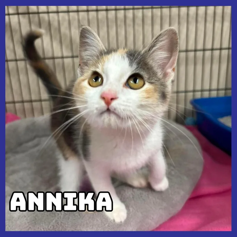 Annika thumbnail 2