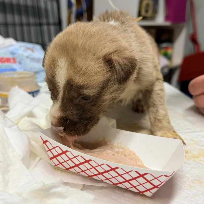 A baby small-sized female Mixed Breed dog named Lavender for adoption in Newark, NJ