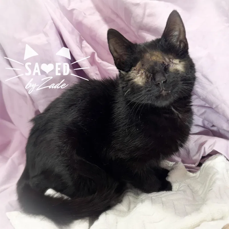 Fahrenheit thumbnail 4